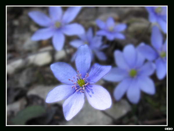 Przylaszczka pospolita (Hepatica nobilis)