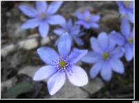 Przylaszczka pospolita (Hepatica nobilis)