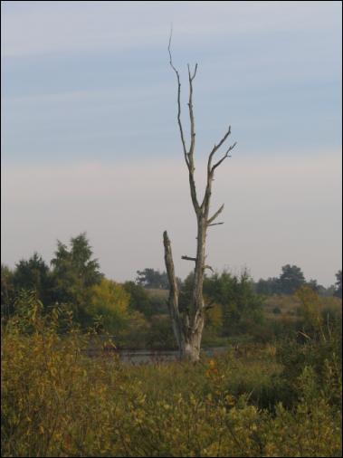 Drzewko