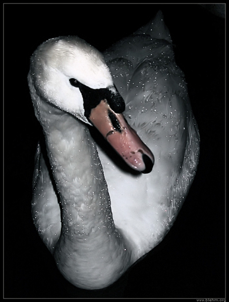 swan