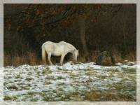 Wild horses c.d.