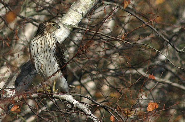 Cooper&#039s Hawk