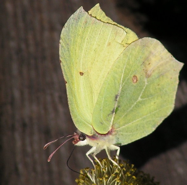 cytrynek