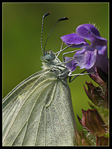 Biała dama 3