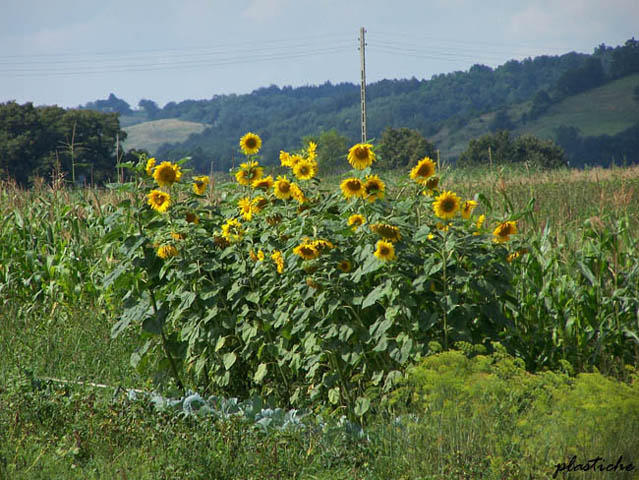 słoneczniki