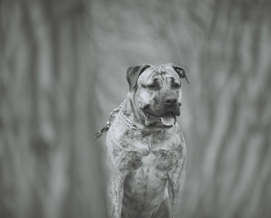 Dogo canario