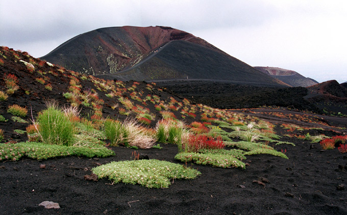 roślinnośc pionierska - etna