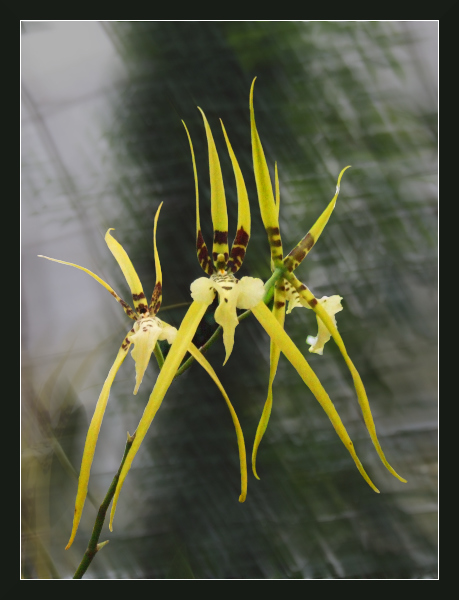 brassia