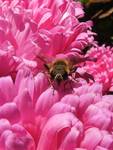 pink flowers