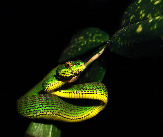 Tree Viper