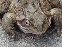 żabcia