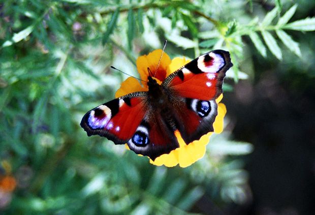 Nad łąką fruwał motyl...