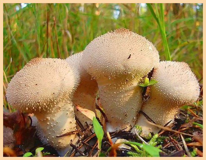 Purchawka   chropowata (Lycoperdon perlatum )