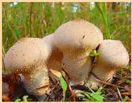 Purchawka   chropowata (Lycoperdon perlatum )