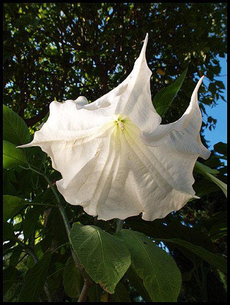 datura