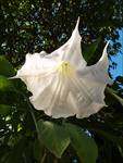 datura