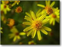 Yellow flowers