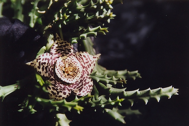 Orbea variegata