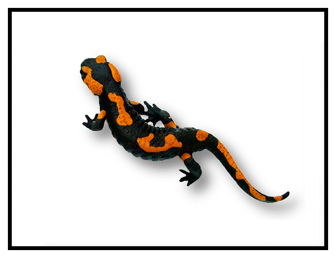 Salamandra