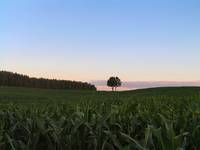 children of the corn I