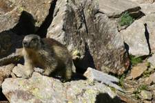 s świstak siedzi ...