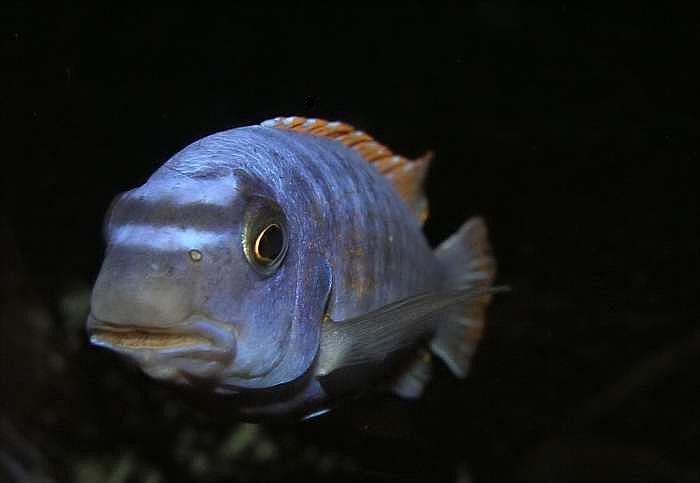 Labeotropheus Trewavasae