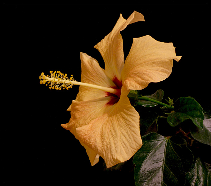 hibiscus