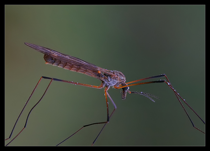 Tipula oleracea