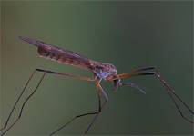 Tipula oleracea