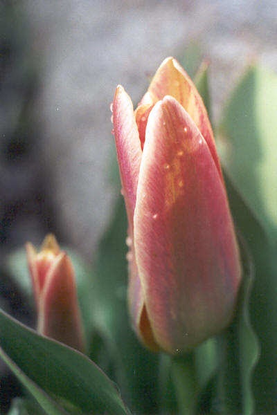 Tulipany