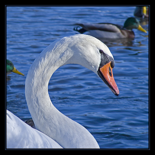 Cygnus Olor