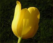 Tulipcio