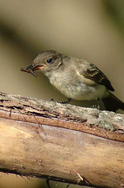 Eastern Wood-Pewee