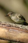 Eastern Wood-Pewee