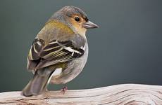 zieba zwyczajna podgatunek z madery (fringilla coelebs maderensis) (chaffinch)