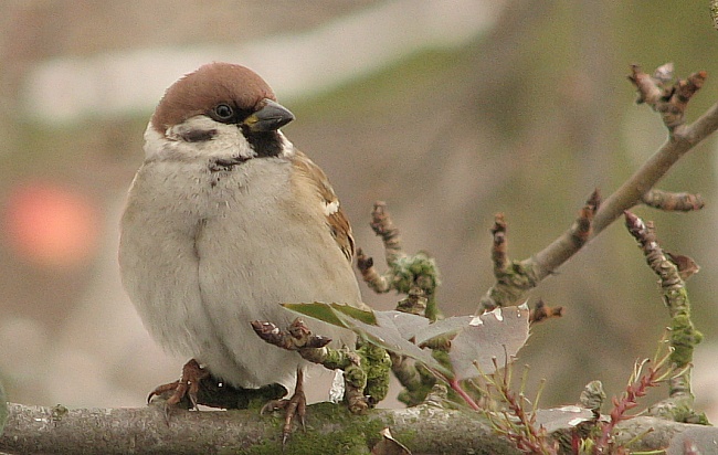 mazurek