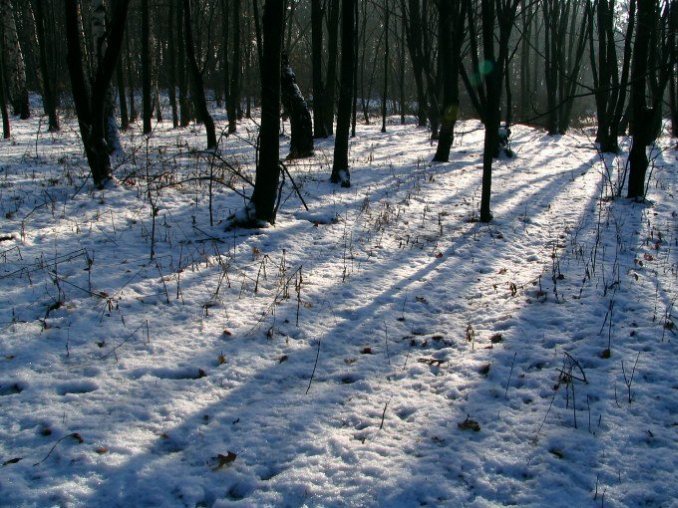 Jesienny las koło Krakowa