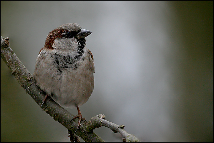 house sparrow