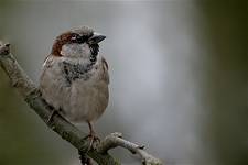 house sparrow