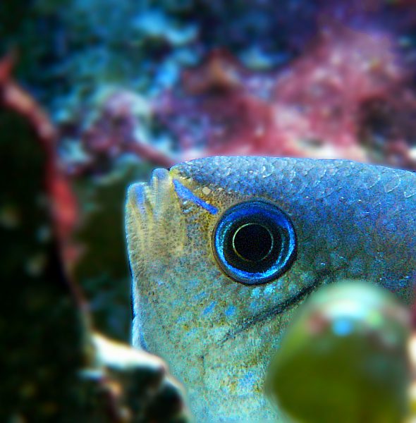 chromis viridis