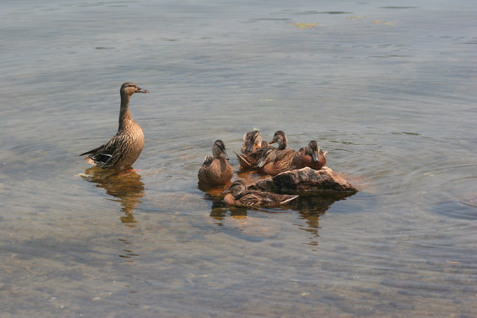 kacza familia