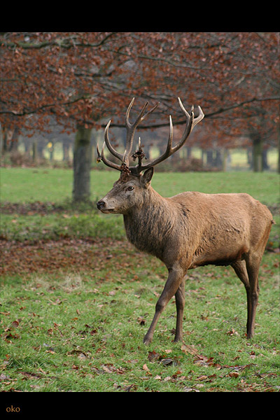 Wollaton Park