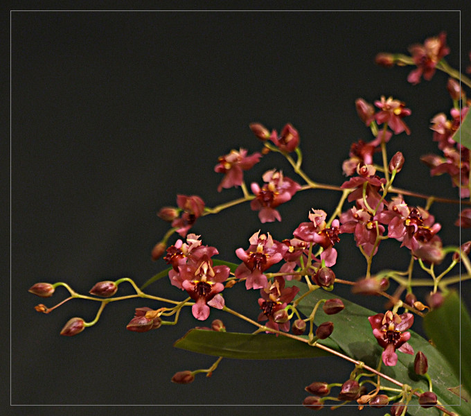 Oncidium twinkle