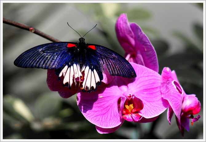 Orchidea i motyl