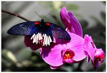 Orchidea i motyl