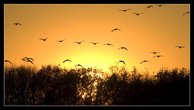 Bombay Hook wildlife refugee