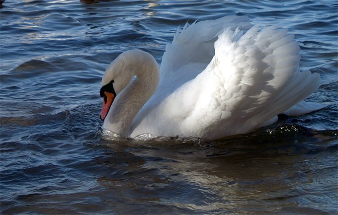 łabędź