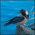 Corvus Corone Cornix