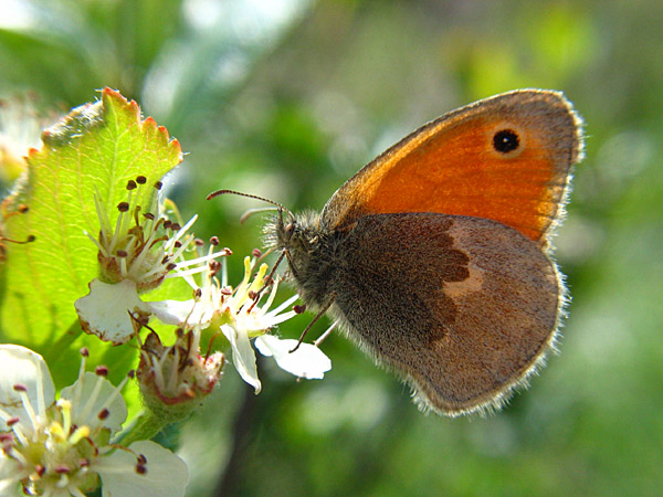 Small Heath