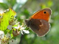 Small Heath